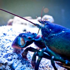 Top 3 des restaurants à l’ambiance insolite