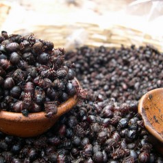 Insectes, la cuisine de demain ?