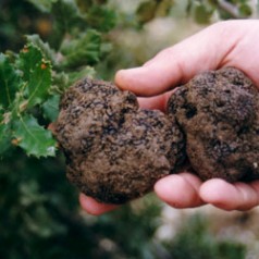 Tout savoir sur la truffe en infographie