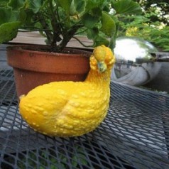 Des fruits et légumes aux formes bizarres