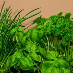 Quels aromates faire pousser dans sa cuisine en hiver ?