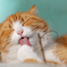 Voici le tour de France des bars à chat !