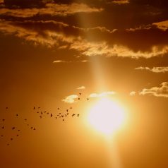Le soleil arrive ! Voici 5 idées de plats froid
