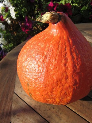 potimarron orange