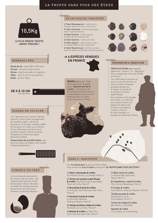 infographie sur les truffes