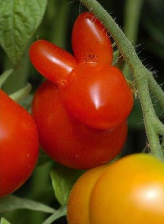 Tomate-lapin-330x450