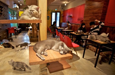 A-Cat-Cafe